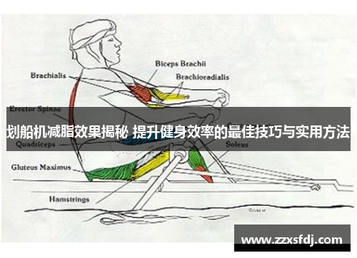 划船机减脂效果揭秘 提升健身效率的最佳技巧与实用方法